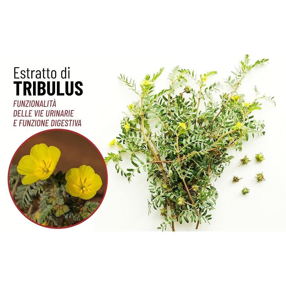BioBull Maca Peruviana Integratore Uomo L-Arginina Tribulus Zinco Vitamina B6