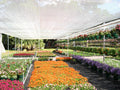 Rete Ombreggiante Rotolo 100 mt Bianco H. 100 cm - installata su struttura in vivaio con fiori