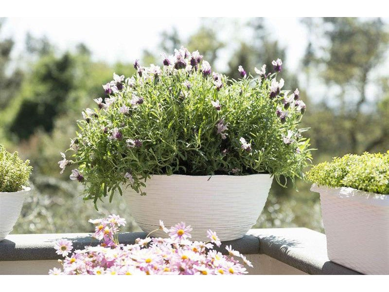 Bama Ciotola Effetto Paglia Panna Ø20x8,5h - utilizzo su terrazza con lavanda in fiore