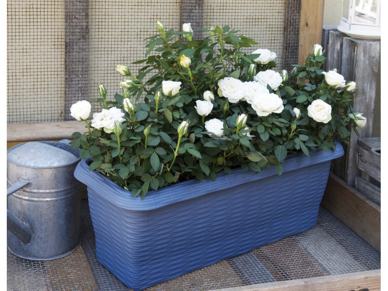 Bama Fioriera Rettangolare Effetto Paglia Cielo 60x20x17,5h - utilizzo con rose bianche in giardino