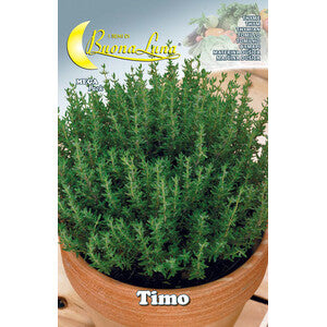 Semi di Timo per Orto e Balcone – 10 Bustine