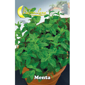 Semi Orto Menta 10 Pz