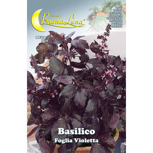 Semi Orto Basilico Foglia Violetta 10 Pz