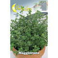 Semi Orto Maggiorana 10pz