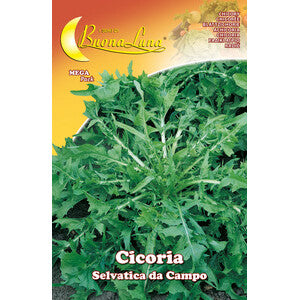 Semi Orto Cicoria Selvatica 10pz