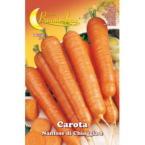 Semi Orto Carota Di Chioggia 10 Pz