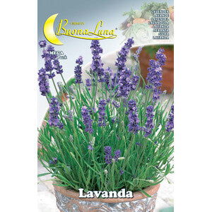 Semi Orto Lavanda 10pz