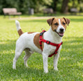 ZOOV Pettorina Regolabile in Nylon Rosso per Cani - 15 mm x 35-51 cm