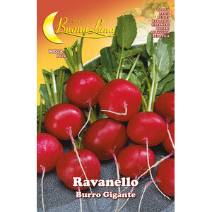 Semi Orto Ravanello Gigante 10pz