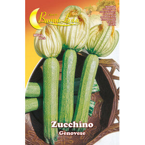 Semi Orto Zucchino Genovese 10pz