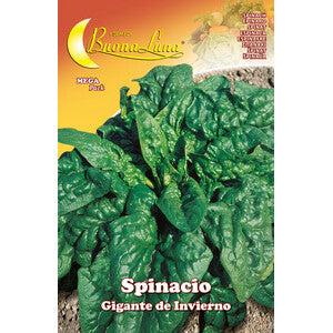 Semi Orto Spinaci Giganti 10pz