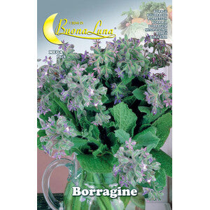 Semi Orto Borragine 10pz