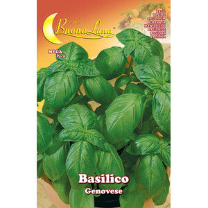 Semi Orto Basilico Genovese 10pz