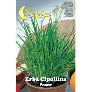 Semi Orto Erba Cipollina 10pz